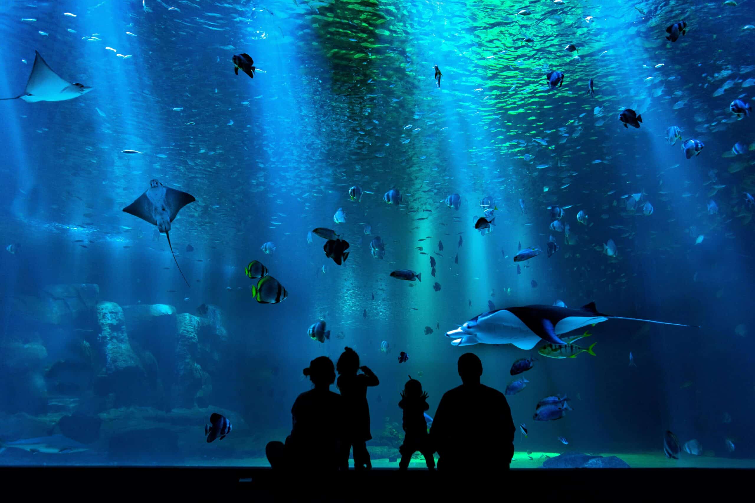 aquarium instagram captions aquarium instagram captions