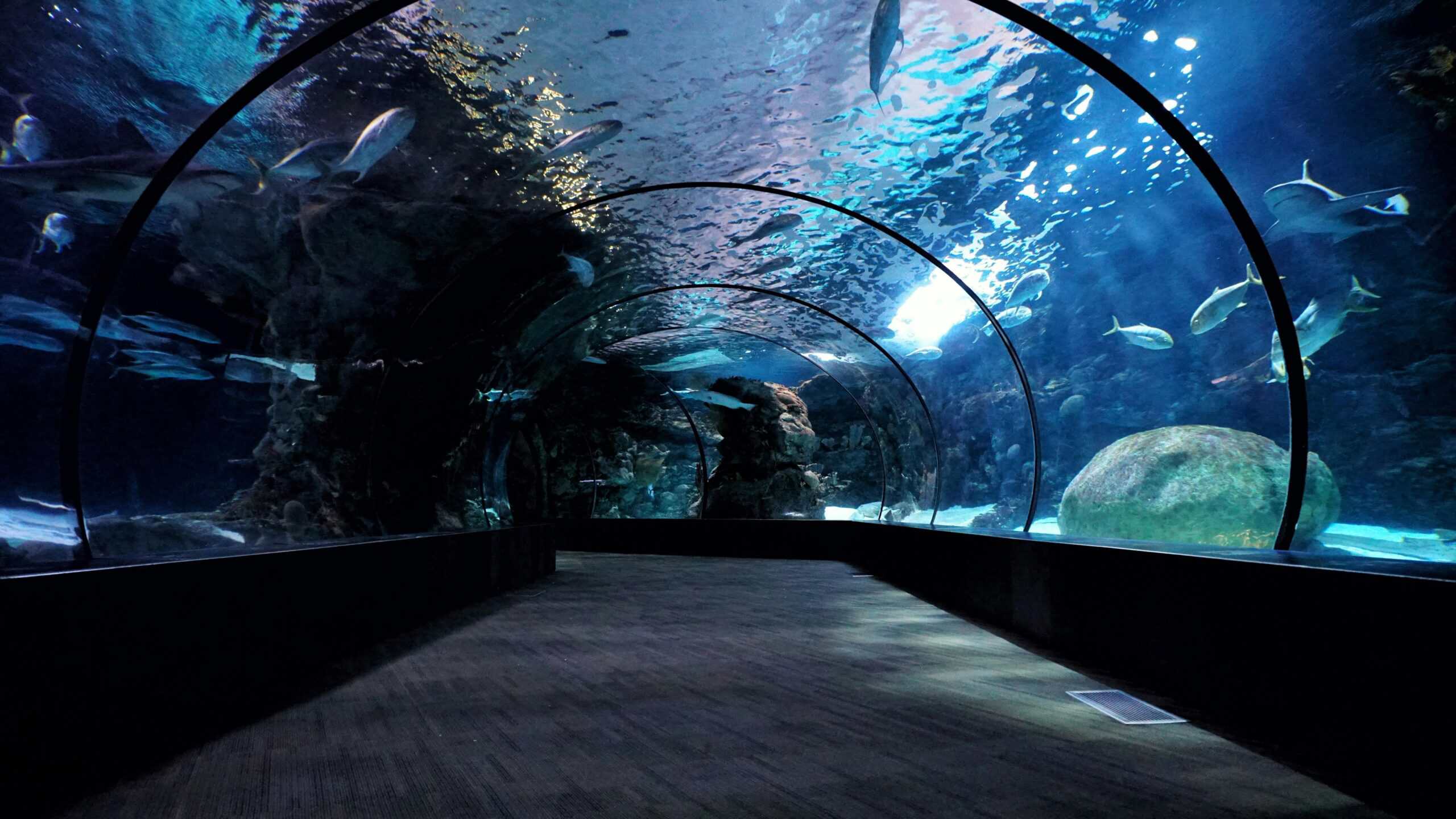 aquarium instagram captions aquarium instagram captions