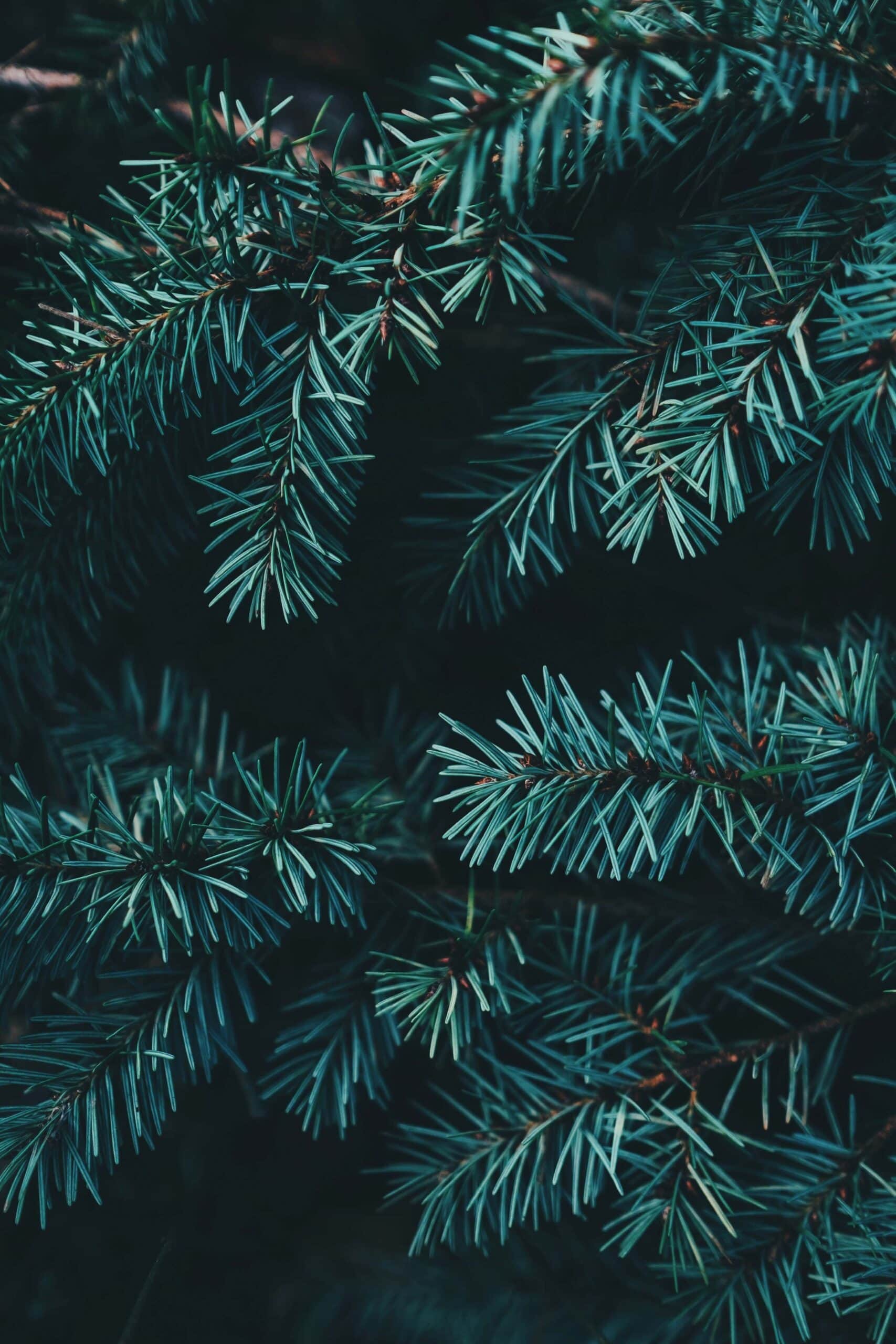 christmas captions for instagram christmas captions for instagram